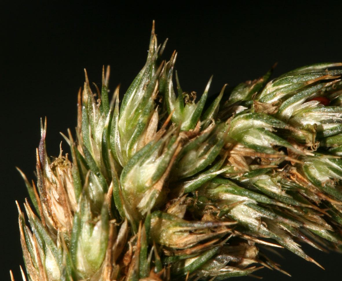 Amaranthus hybridus / Amaranto a spiga verde