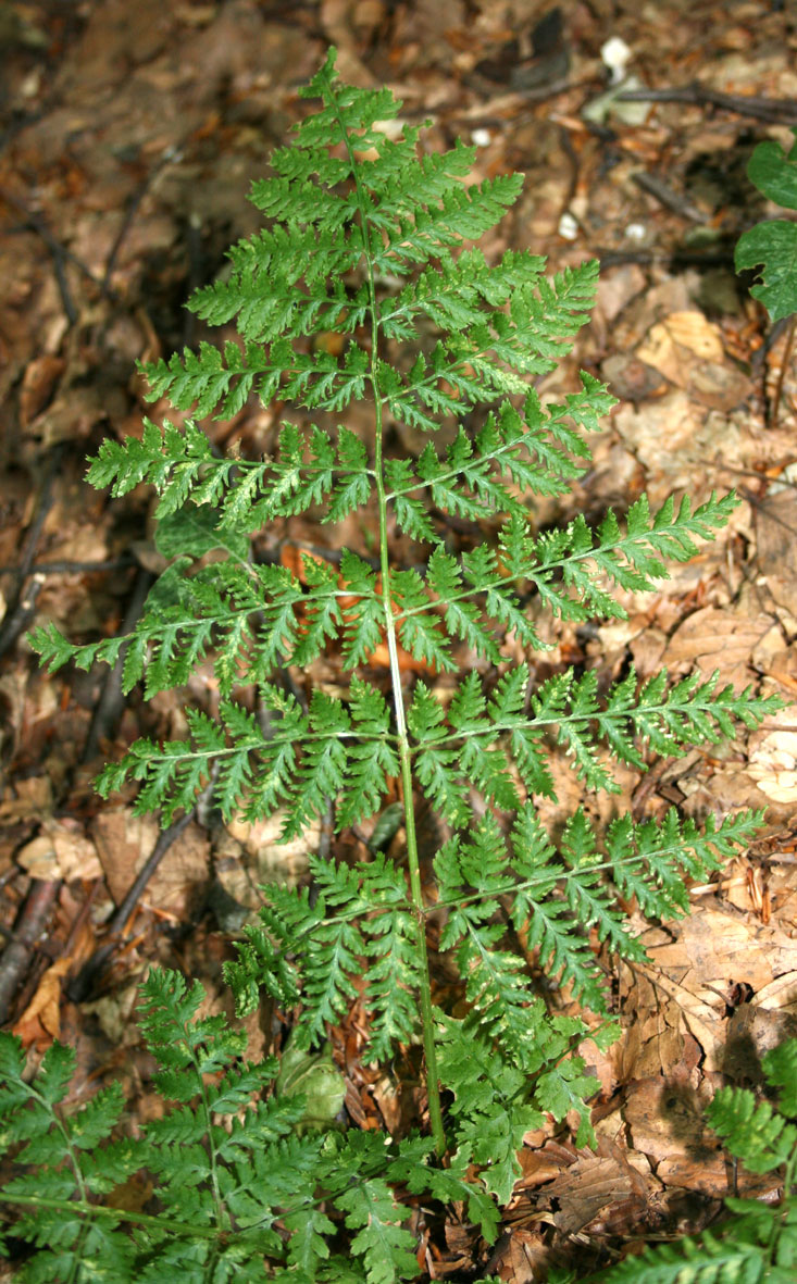 Dryopteris dilatata / Felce dilatata