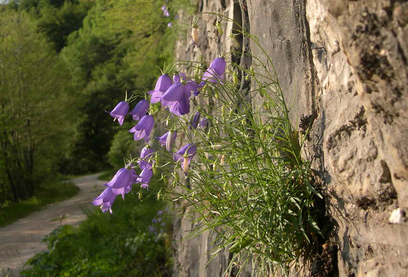 Campanula tanfanii