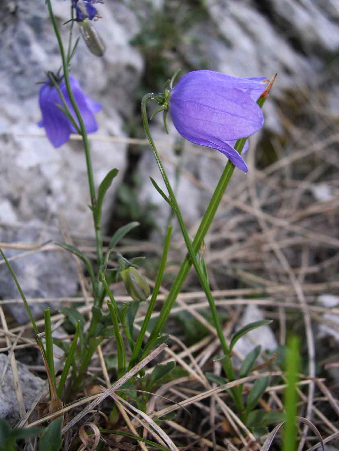 Campanula tanfanii