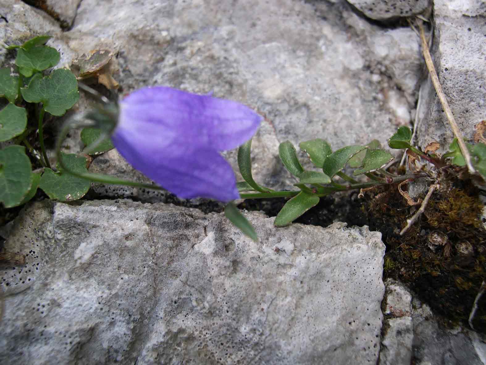 Campanula tanfanii