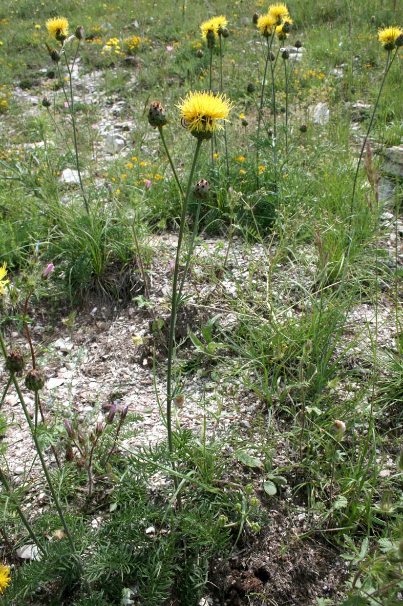 Centaurea rupestris / Fiordaliso giallo