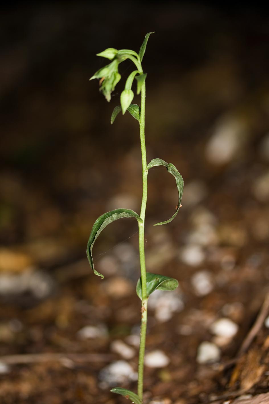 un''altra Epipactis