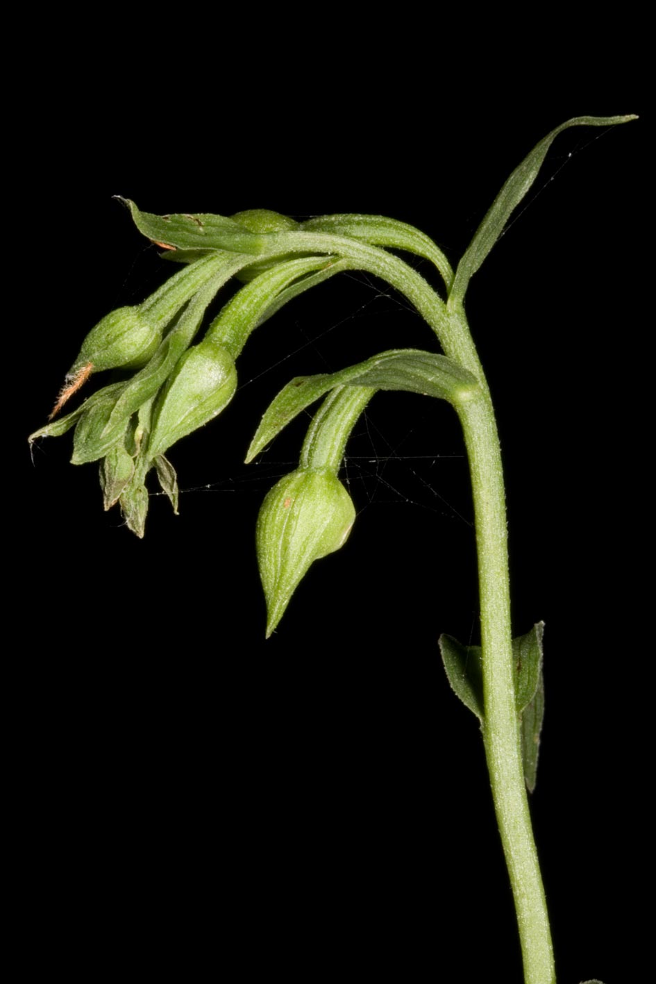 un''altra Epipactis