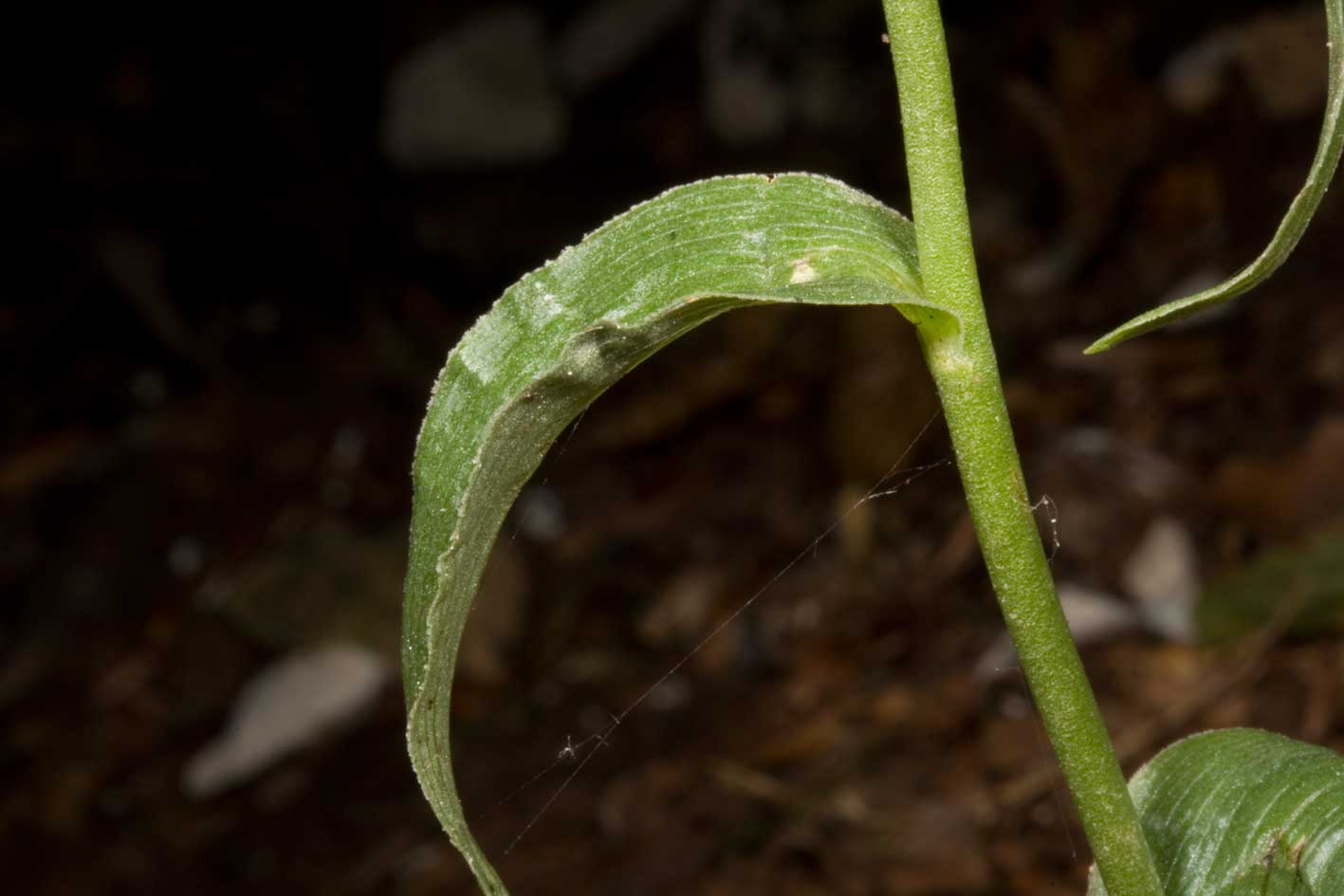 un''altra Epipactis