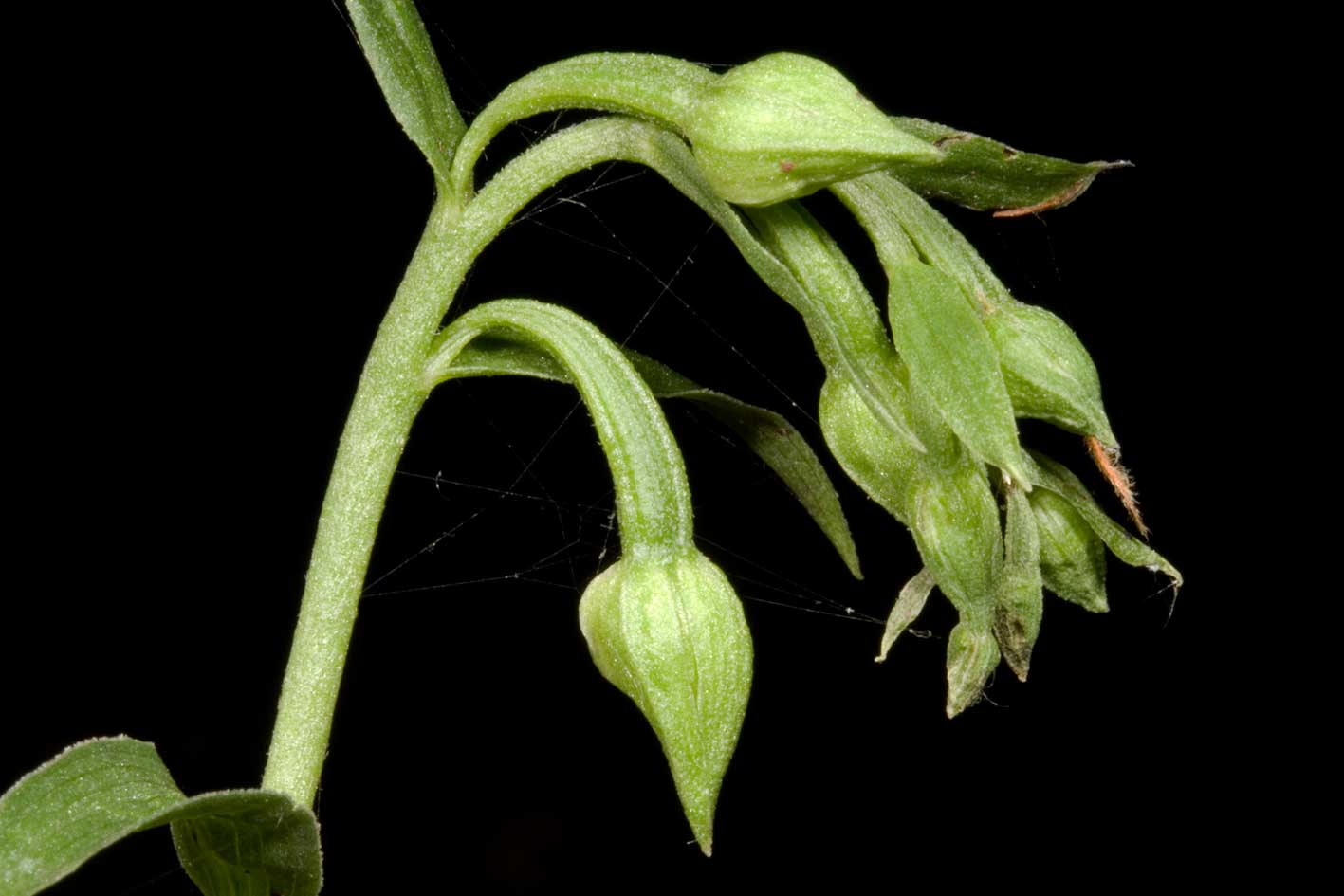 un''altra Epipactis