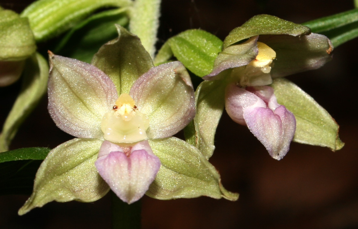 Epipactis helleborine ...?