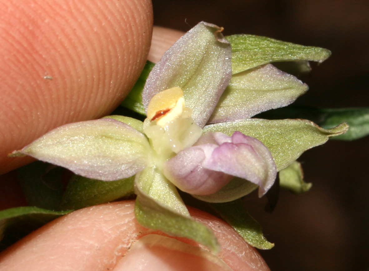 Epipactis helleborine ...?