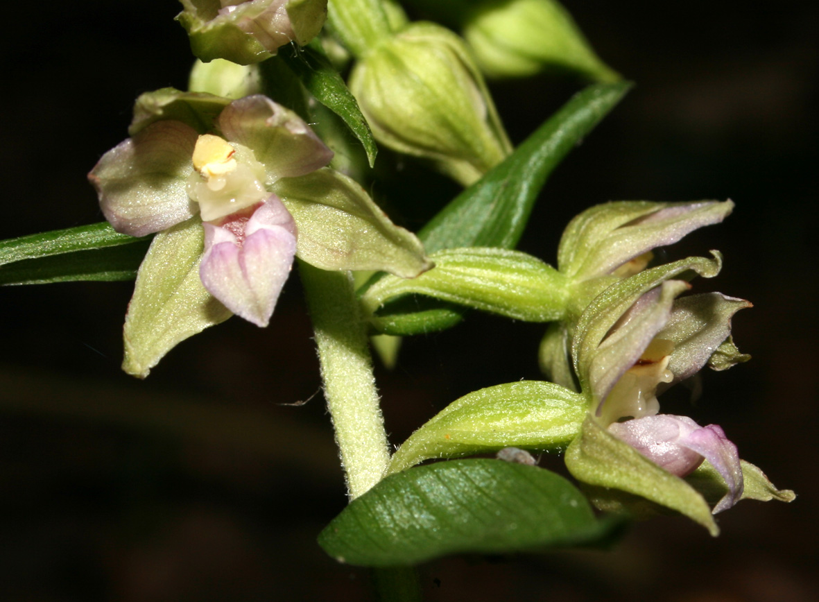 Epipactis helleborine ...?