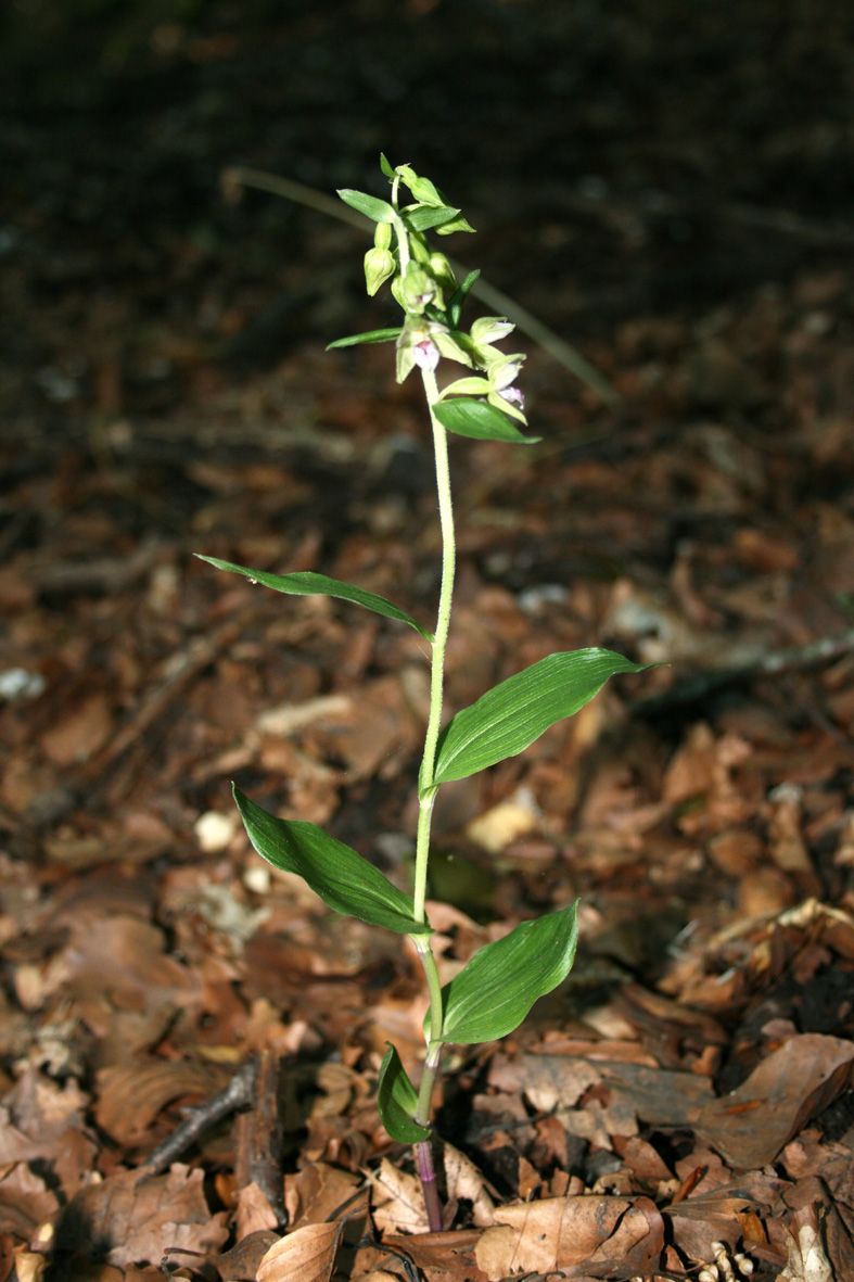 Epipactis helleborine ...?