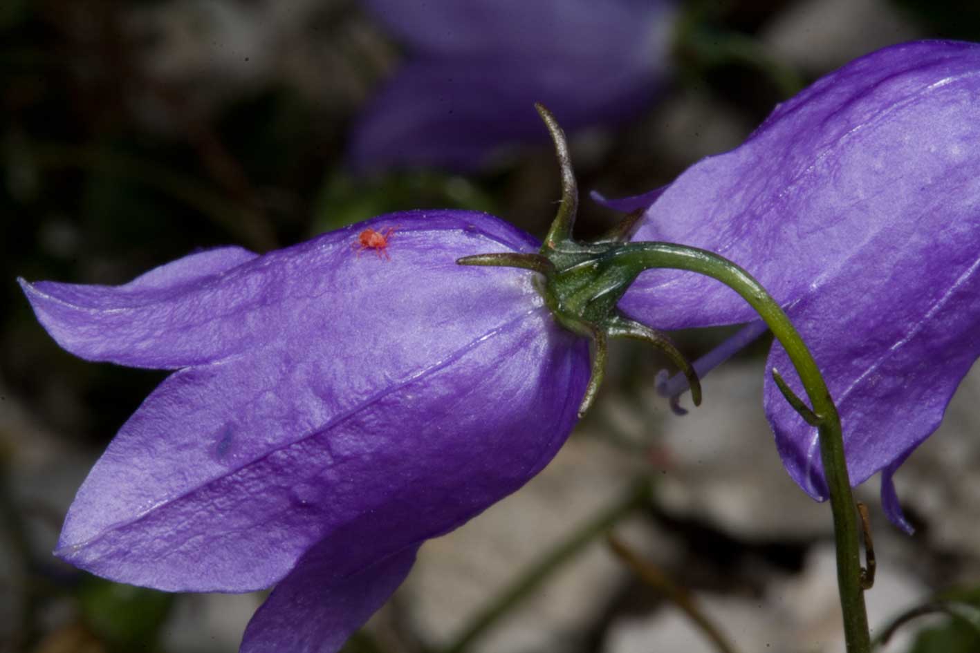 Campanula tanfanii