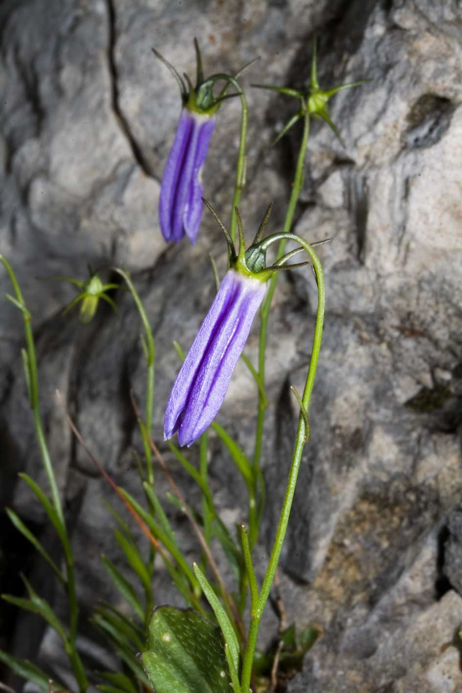 Campanula tanfanii