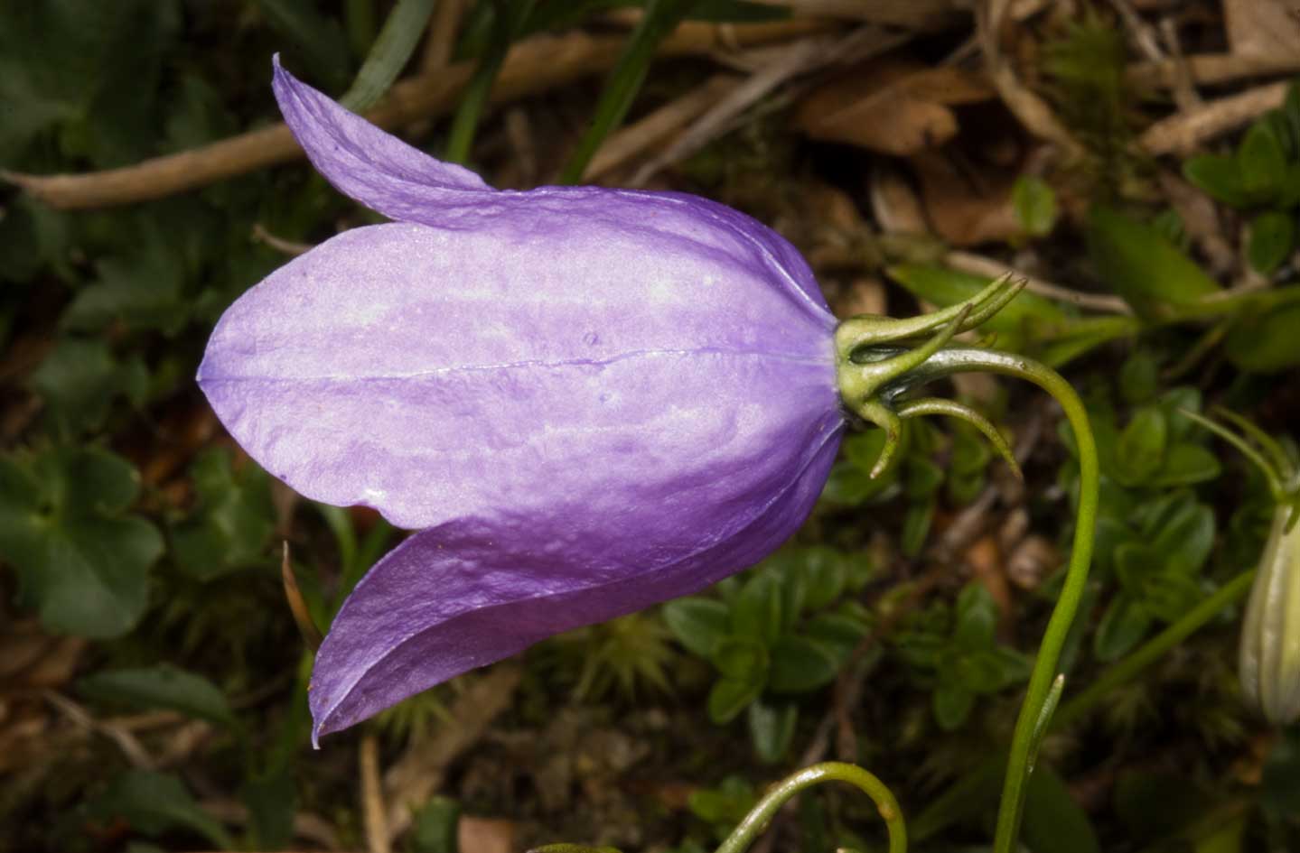 Campanula tanfanii