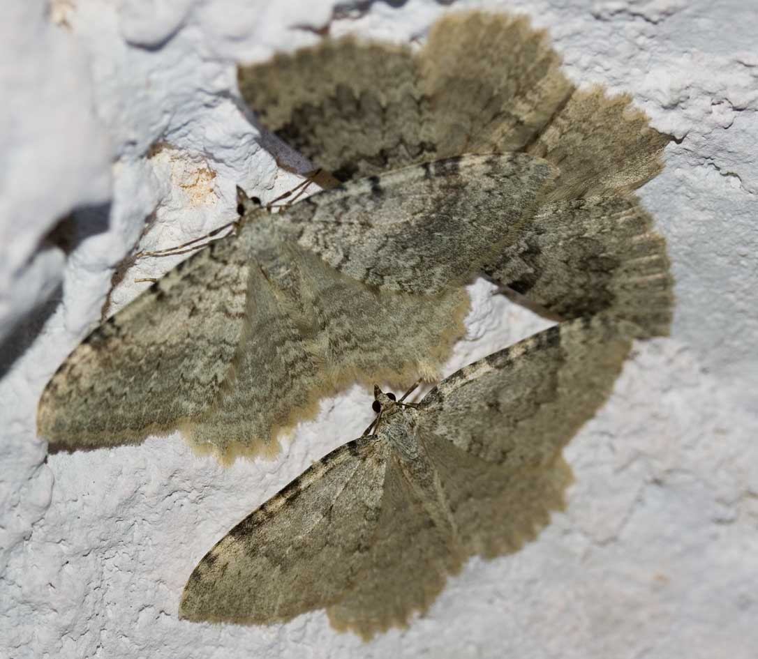 in una grotta : Triphosa sp