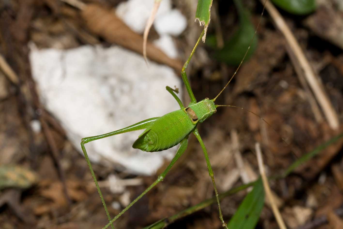 Bradyporidae ?