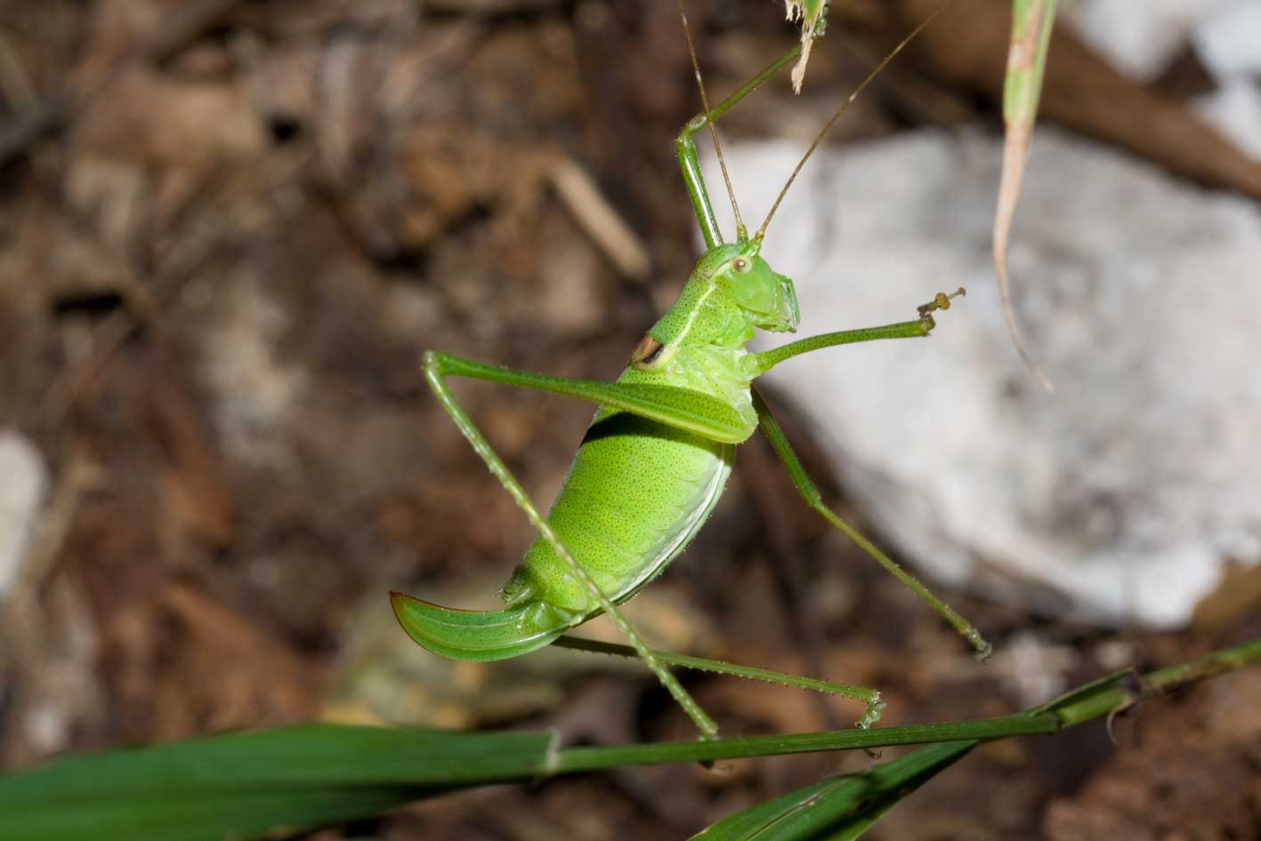 Bradyporidae ?