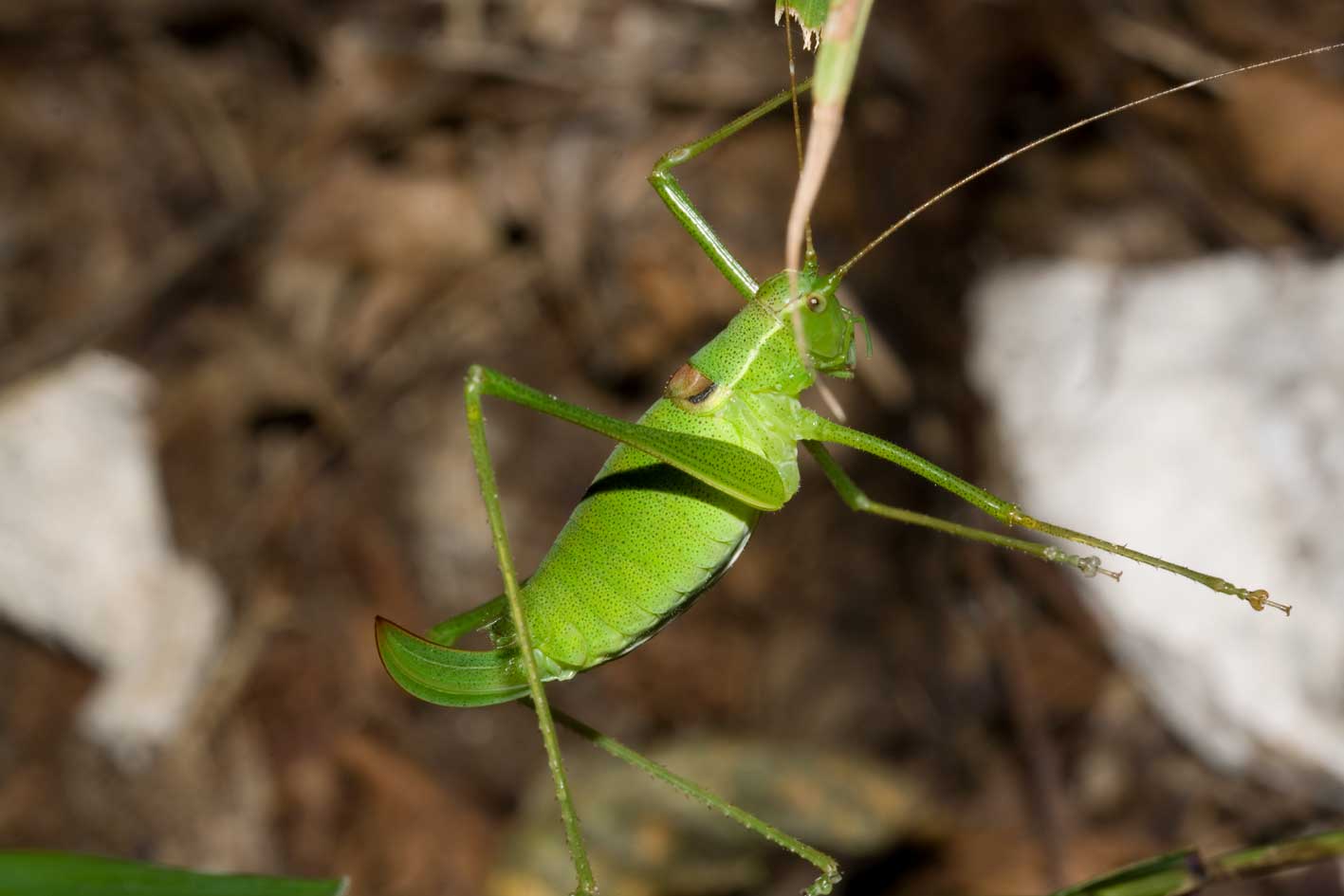 Bradyporidae ?