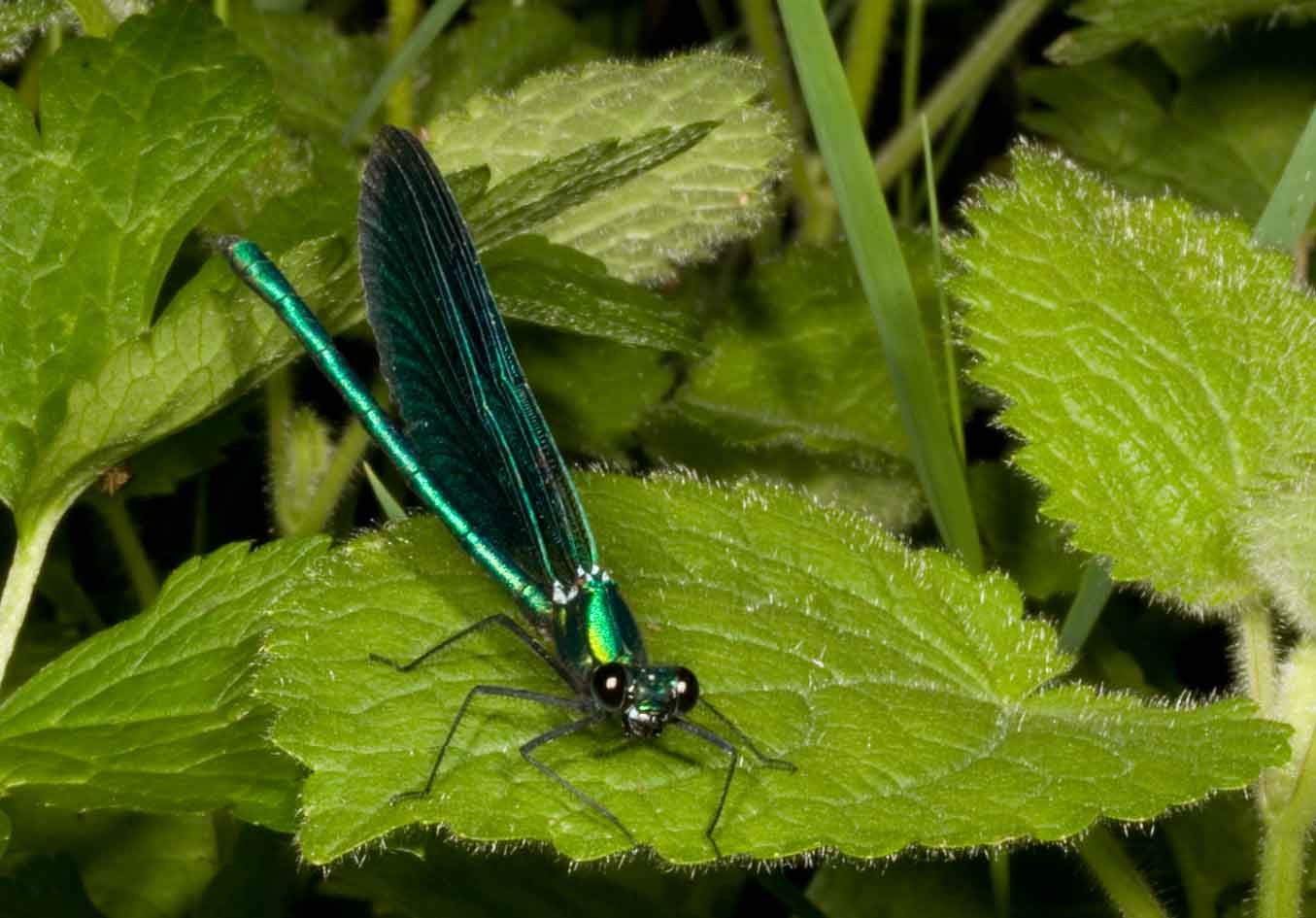 lungo un torrente appenninico, Calopteryx virgo