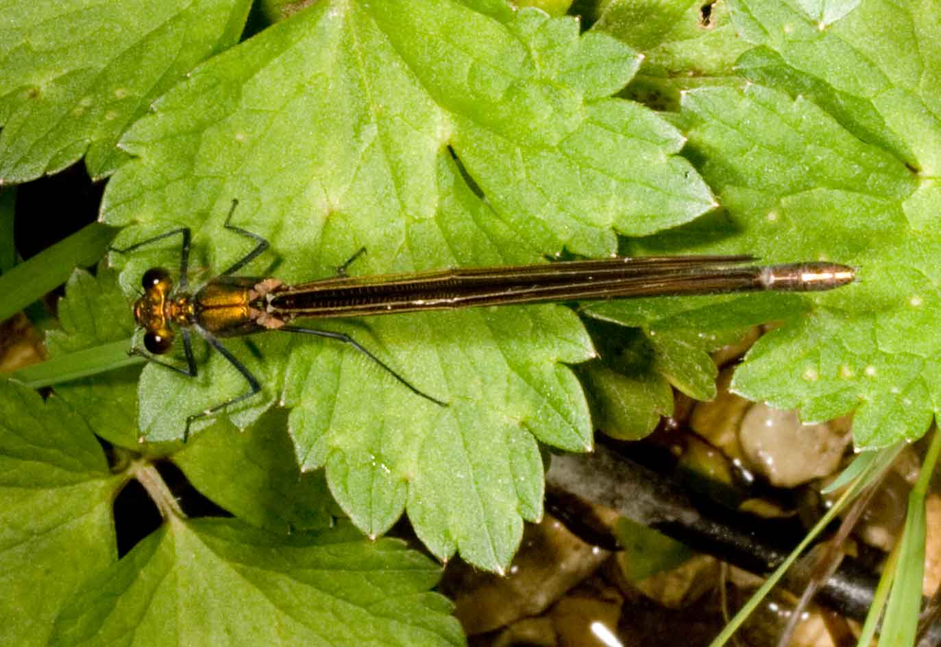 lungo un torrente appenninico, Calopteryx virgo