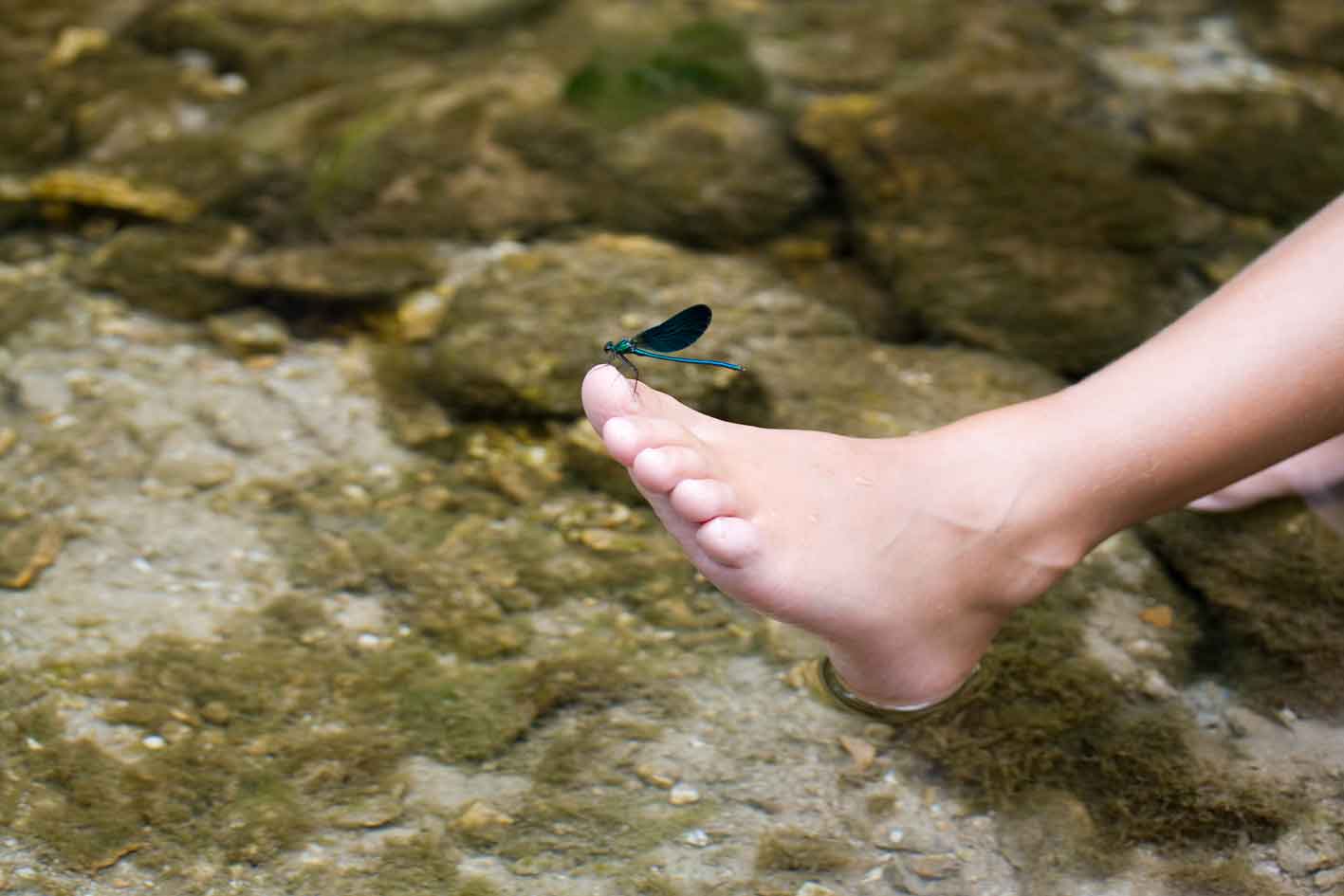 lungo un torrente appenninico, Calopteryx virgo