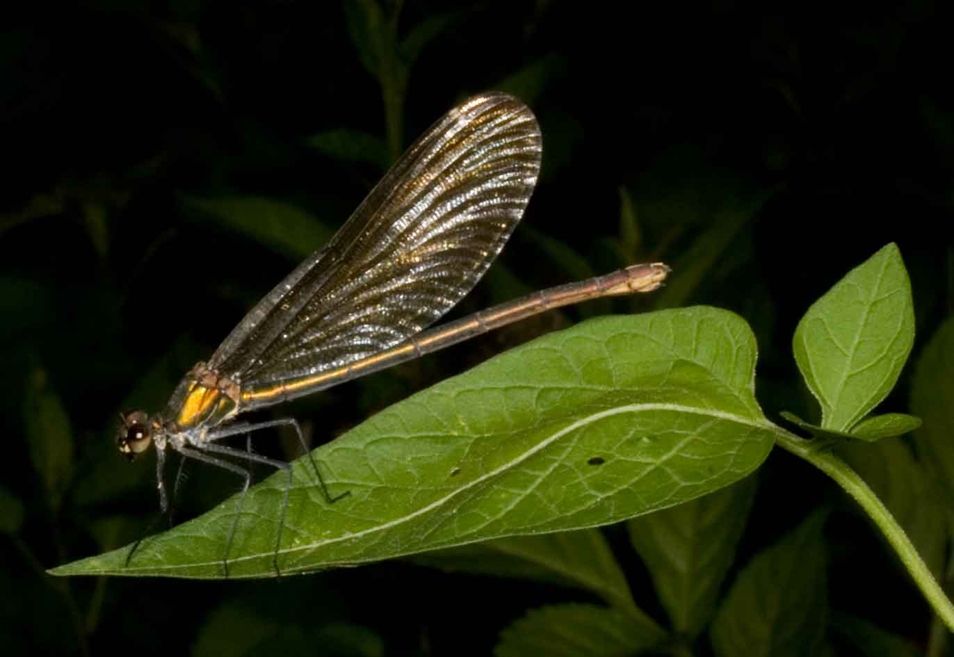 lungo un torrente appenninico, Calopteryx virgo