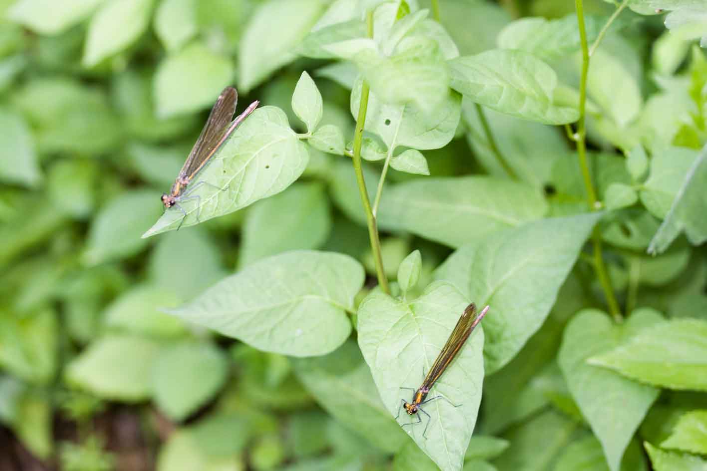 lungo un torrente appenninico, Calopteryx virgo