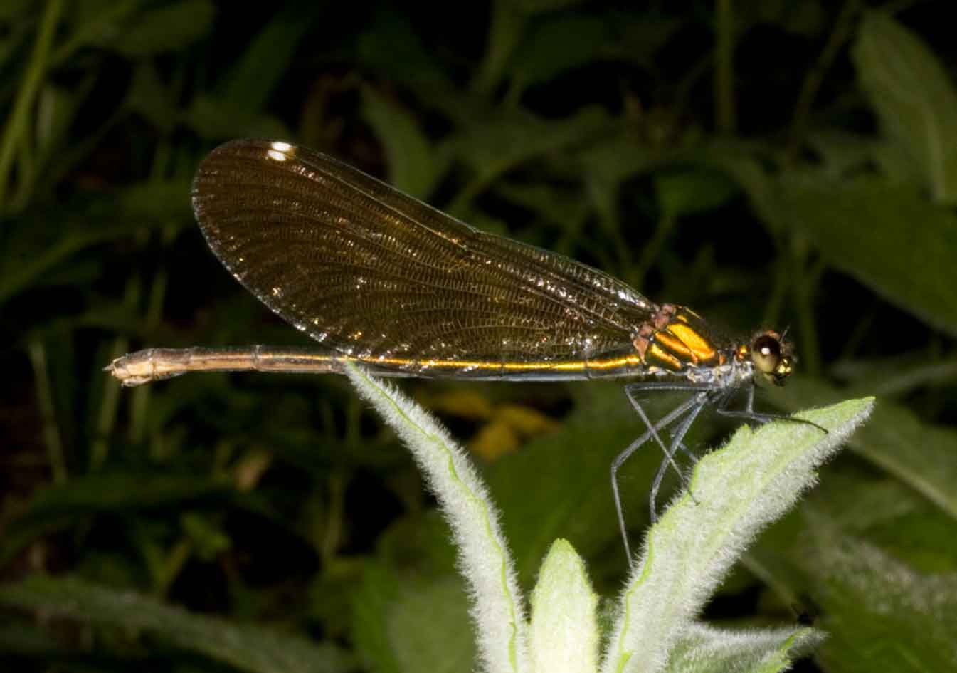 lungo un torrente appenninico, Calopteryx virgo