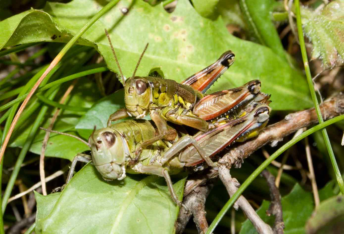 Coppia di Podisma emiliae