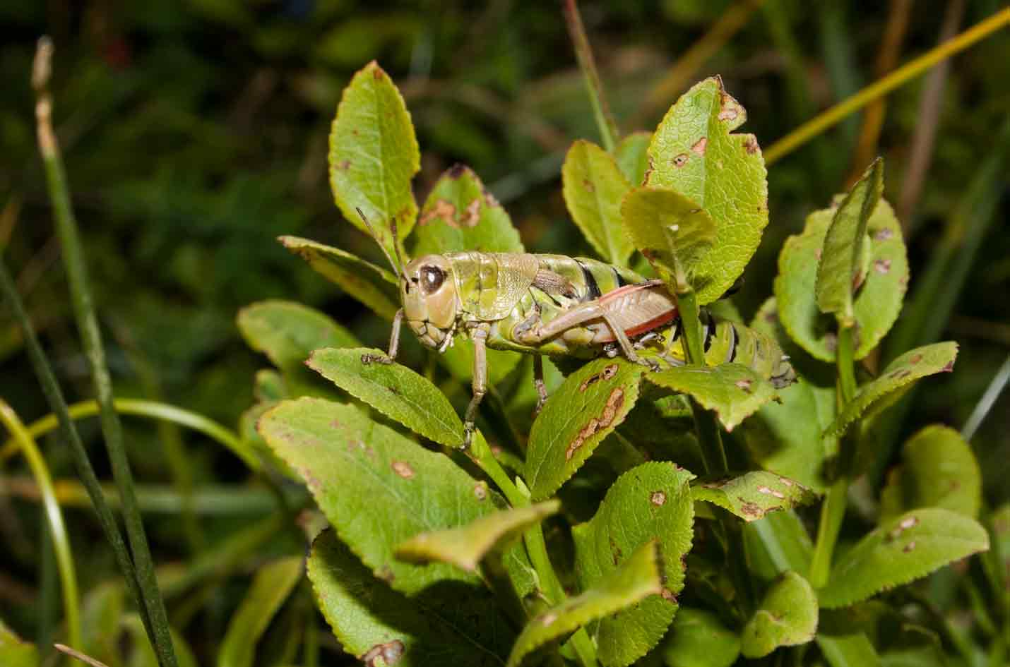 Coppia di Podisma emiliae