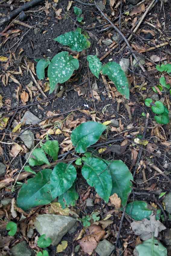 Pulmonaria vallarsae subsp. apennina (=Pulmonaria apennina) / Polmonaria degli Appennini