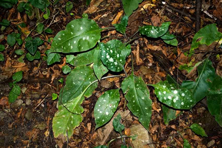 Pulmonaria vallarsae subsp. apennina (=Pulmonaria apennina) / Polmonaria degli Appennini