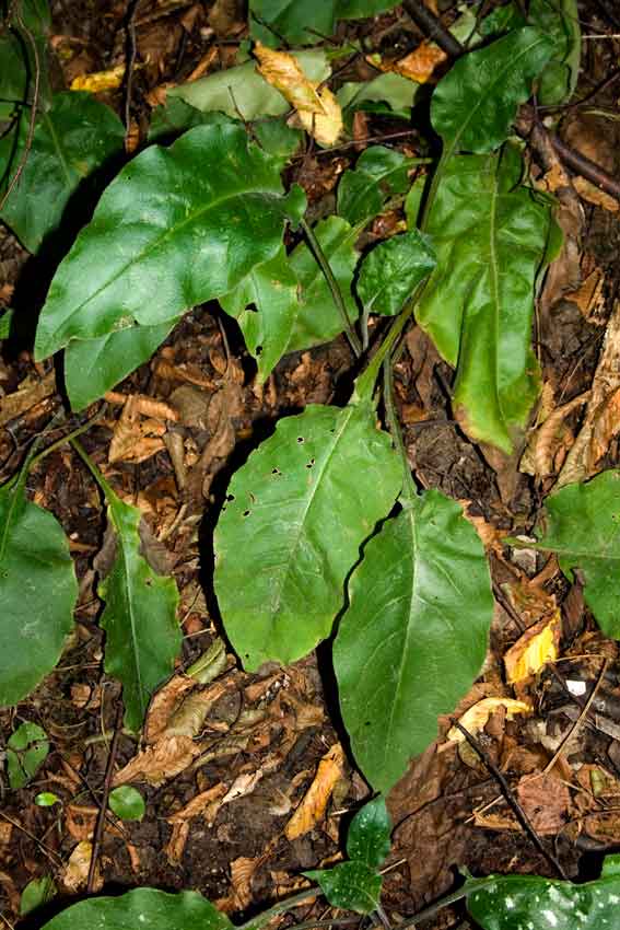 Pulmonaria vallarsae subsp. apennina (=Pulmonaria apennina) / Polmonaria degli Appennini