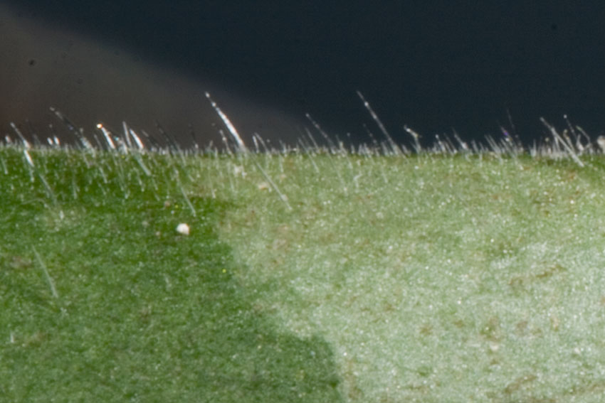 Pulmonaria vallarsae subsp. apennina (=Pulmonaria apennina) / Polmonaria degli Appennini