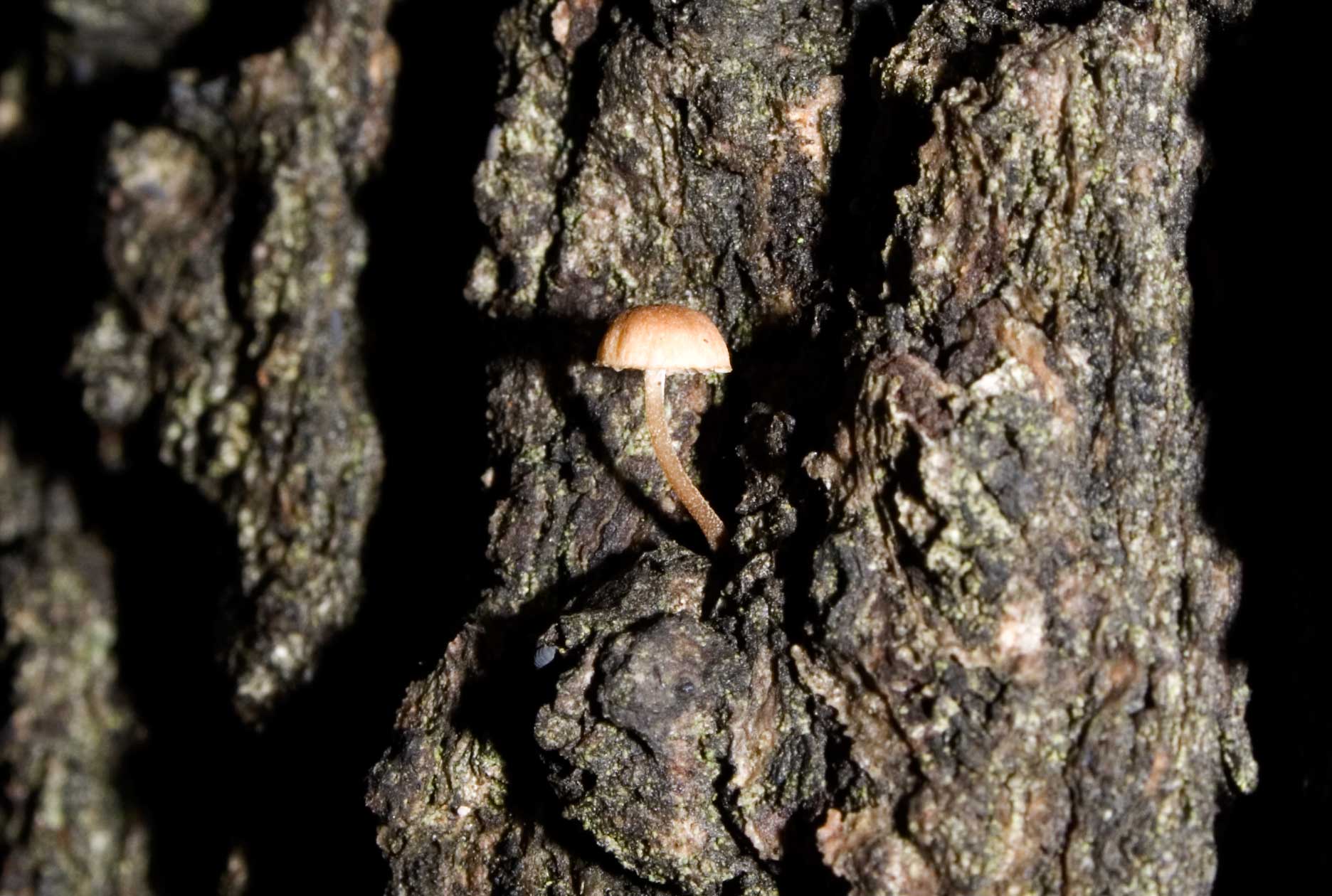 Mycena meliigena