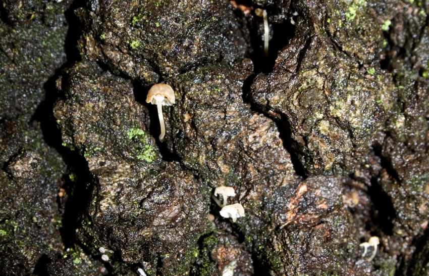 Mycena meliigena