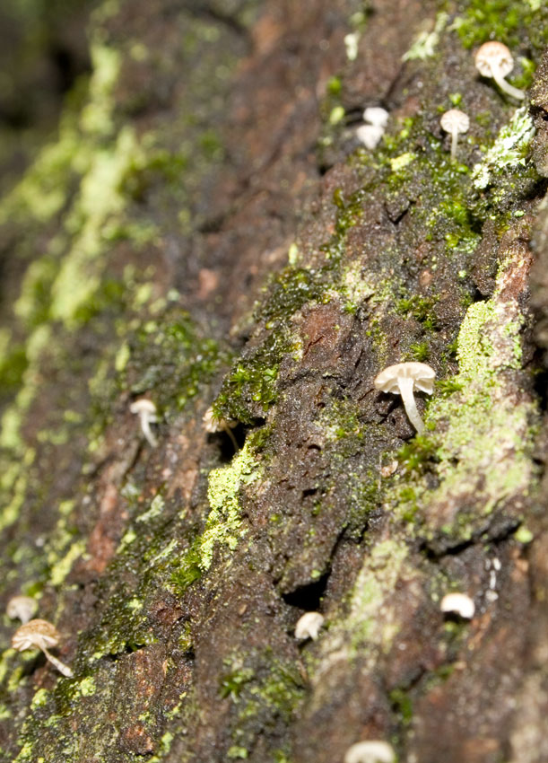 Mycena meliigena