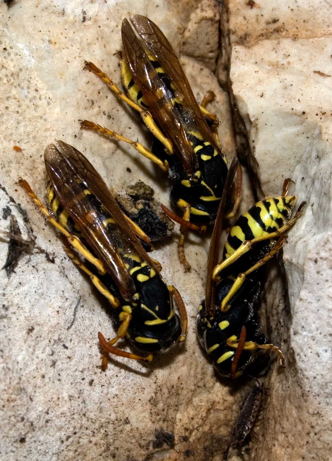 Vespe in letargo Polistes sp,  Ichneumon sp.