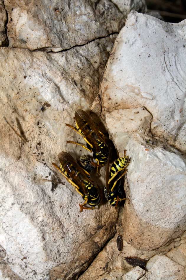 Vespe in letargo Polistes sp,  Ichneumon sp.