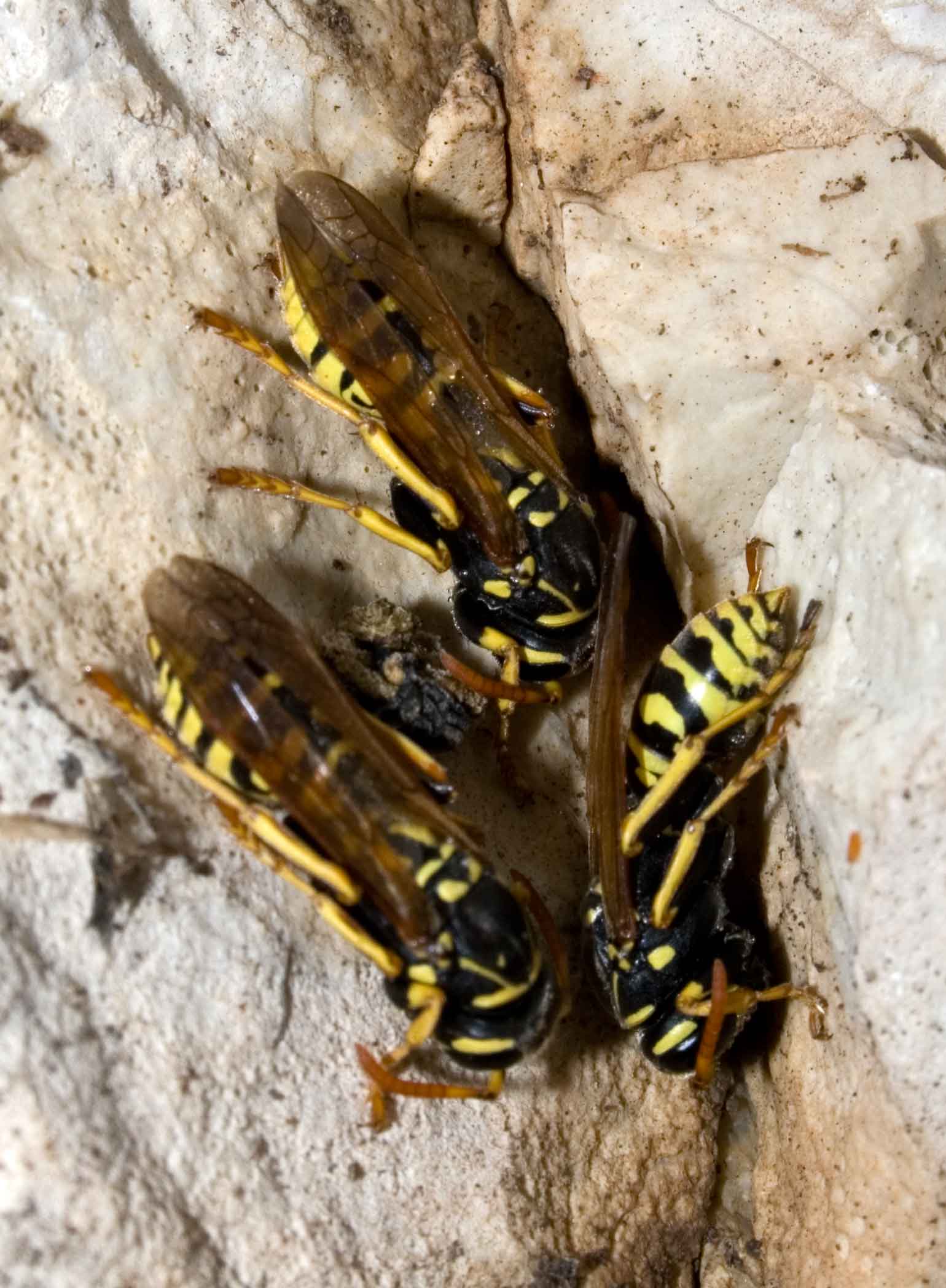 Vespe in letargo Polistes sp,  Ichneumon sp.