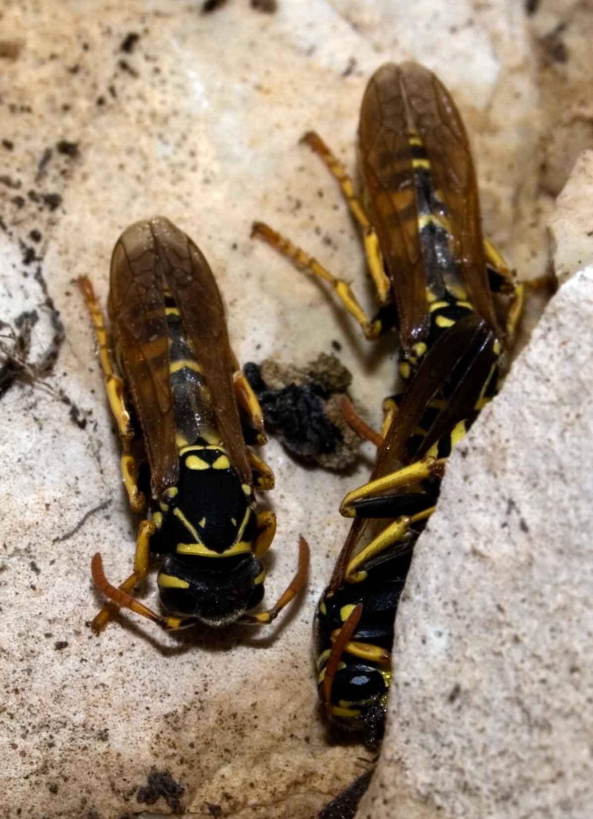 Vespe in letargo Polistes sp,  Ichneumon sp.