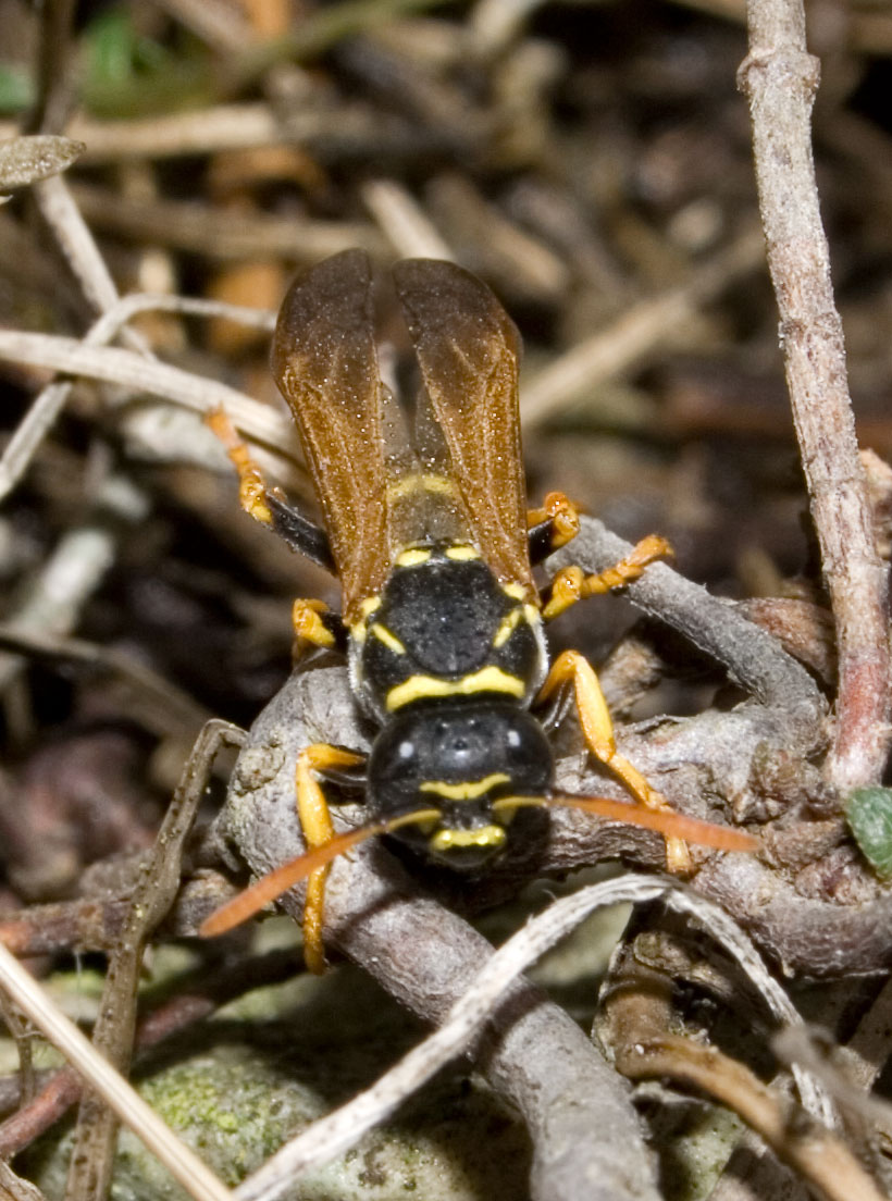 Vespe in letargo Polistes sp,  Ichneumon sp.