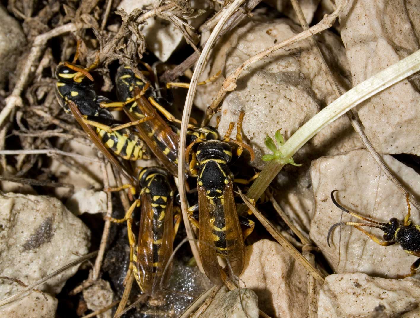 Vespe in letargo Polistes sp,  Ichneumon sp.