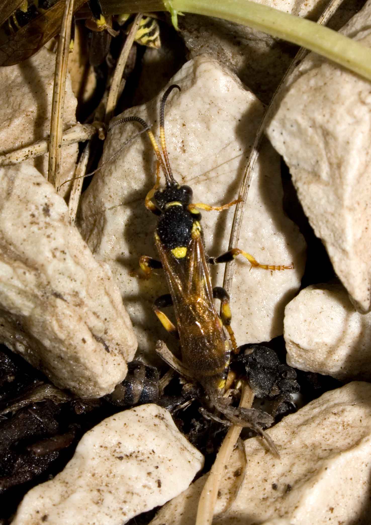 Vespe in letargo Polistes sp,  Ichneumon sp.