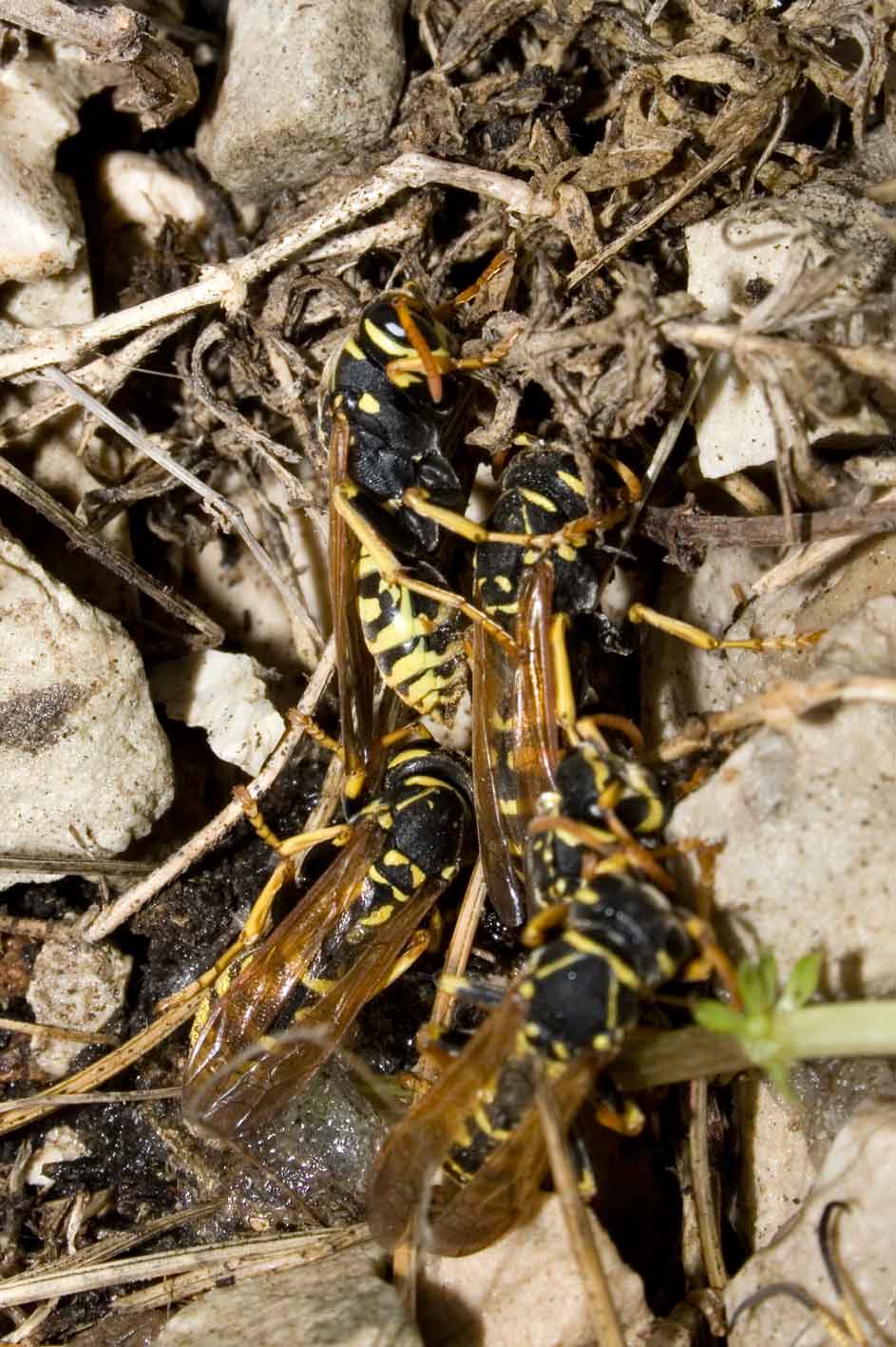 Vespe in letargo Polistes sp,  Ichneumon sp.