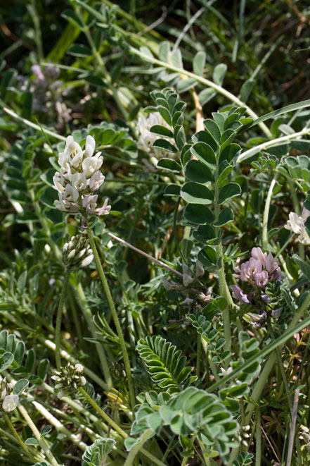 Astragalus depressus / Astragalo depresso