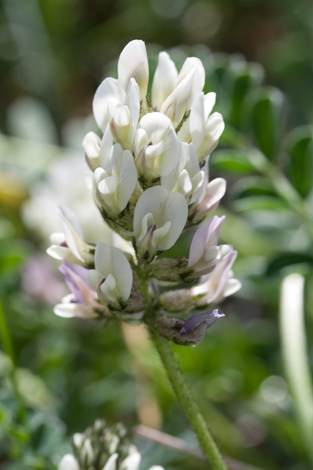 Astragalus depressus / Astragalo depresso