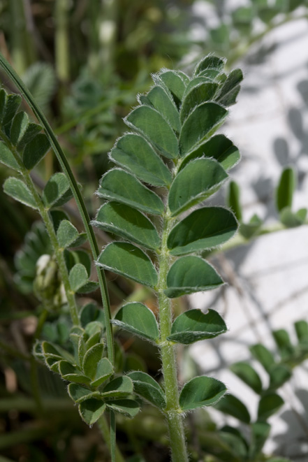 Astragalus depressus / Astragalo depresso