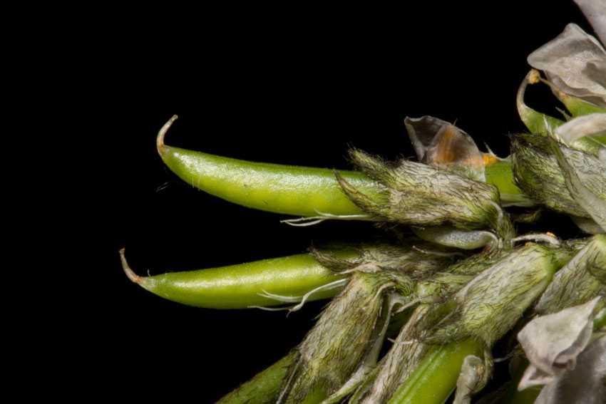 Astragalus depressus / Astragalo depresso