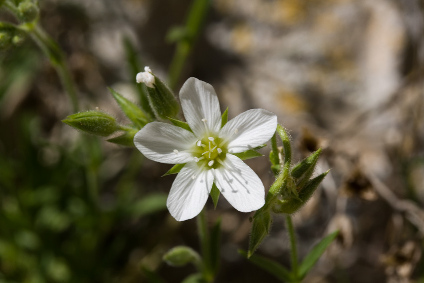 Mcneillia graminifolia (=Minuartia graminifolia) /  Minuartia graminifoglia