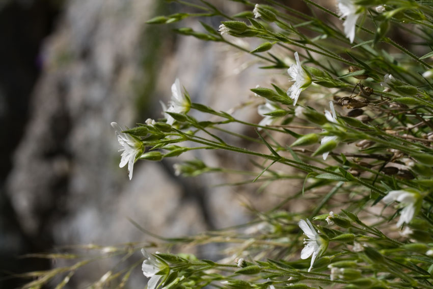 Mcneillia graminifolia (=Minuartia graminifolia) /  Minuartia graminifoglia